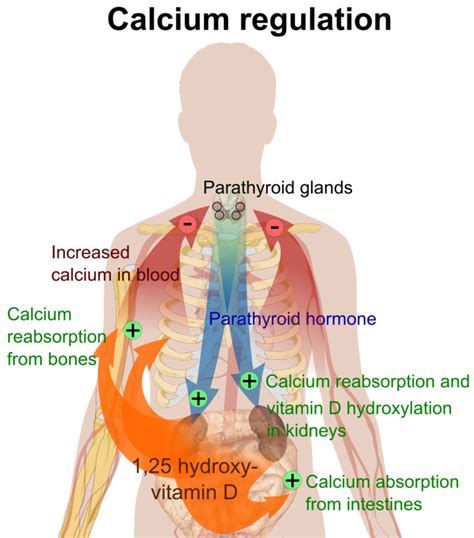 10+ Ways To Maintain Normal Parathyroid Hormone Levels