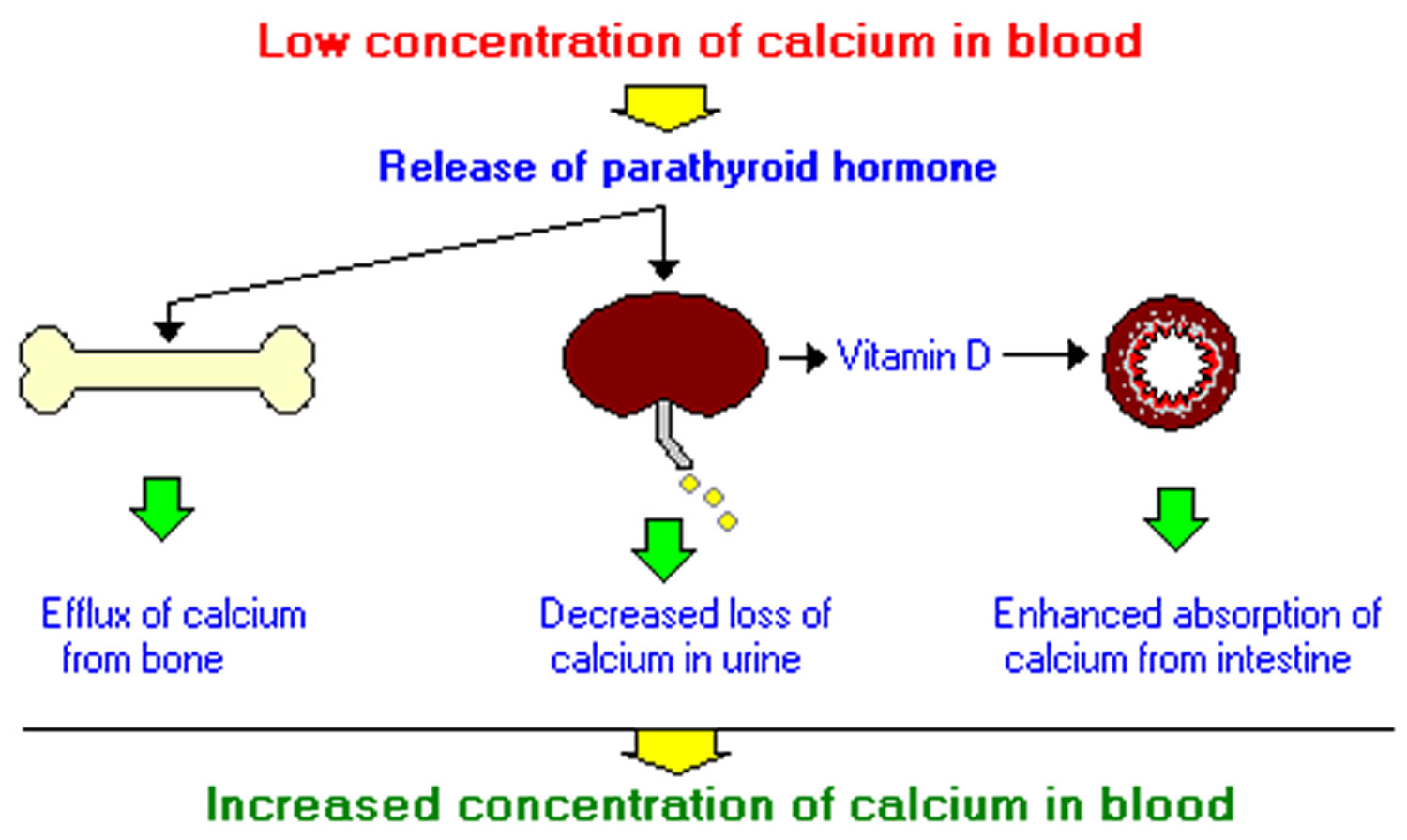 12 Parathyroid Hormone Levels For Better Health