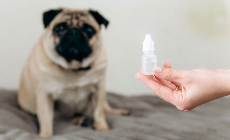 4 Best Dog Safe Eye Drops Dog Eye First Aid Tips