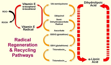 Alpha Lipoic Acid Oil