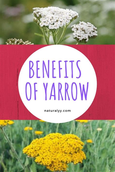 Benefits Of Yarrow Yarrow Plant Yarrow Drying Herbs