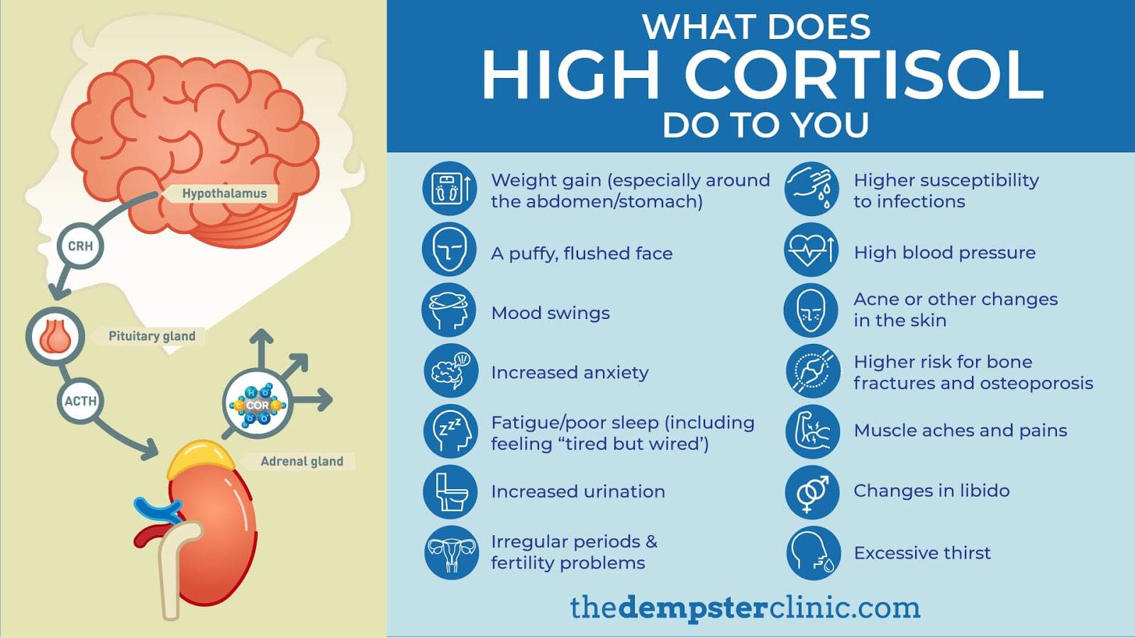 Cortisol Normal Range Guide