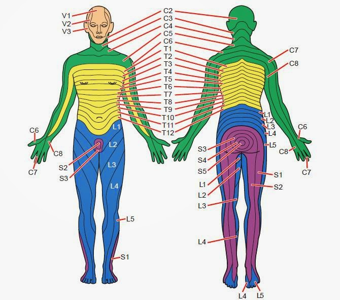 Dermatomes Nursing