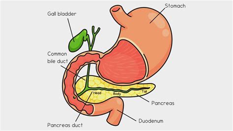 Dilated Bile Duct: Find Effective Treatment Options