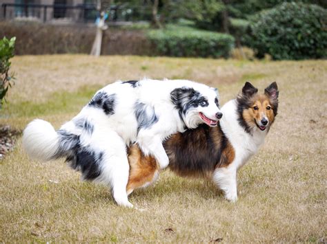 Dog Sex Videos