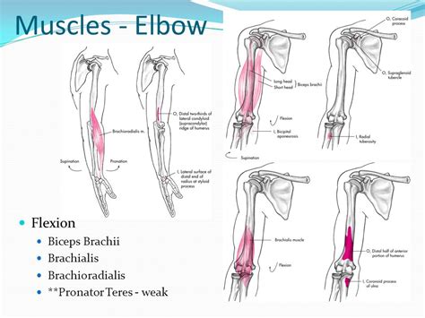 Elbow Complex Anatomical Considerations Best Performance Group