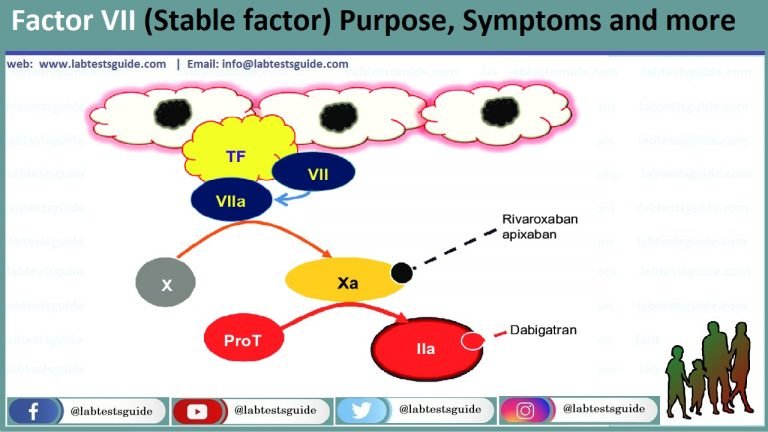 Factor Vii Activity Levels: Understanding Risks