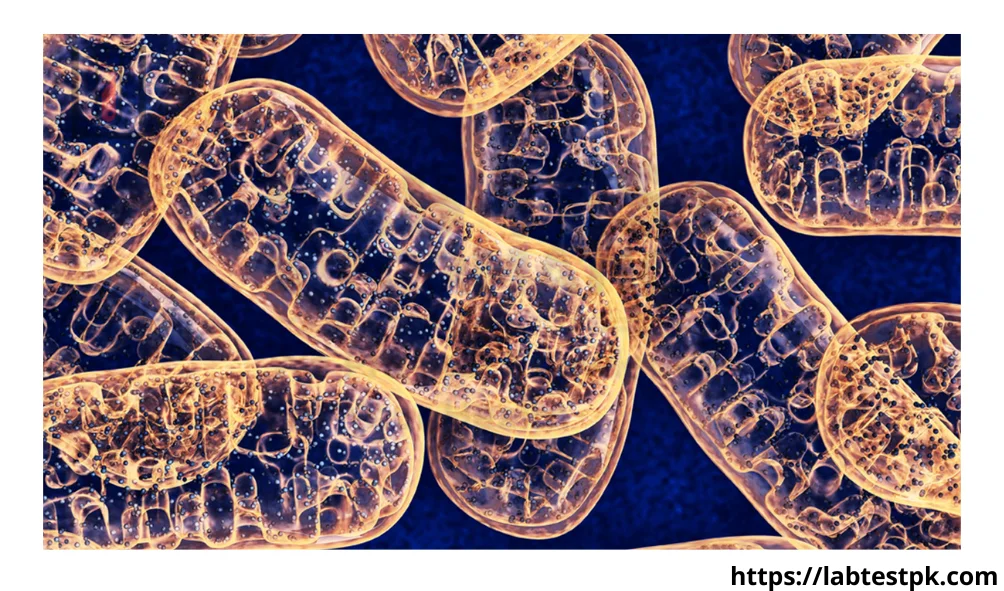 How Accurate Is Mitochondrial Antibody Lab Test? Result Insights