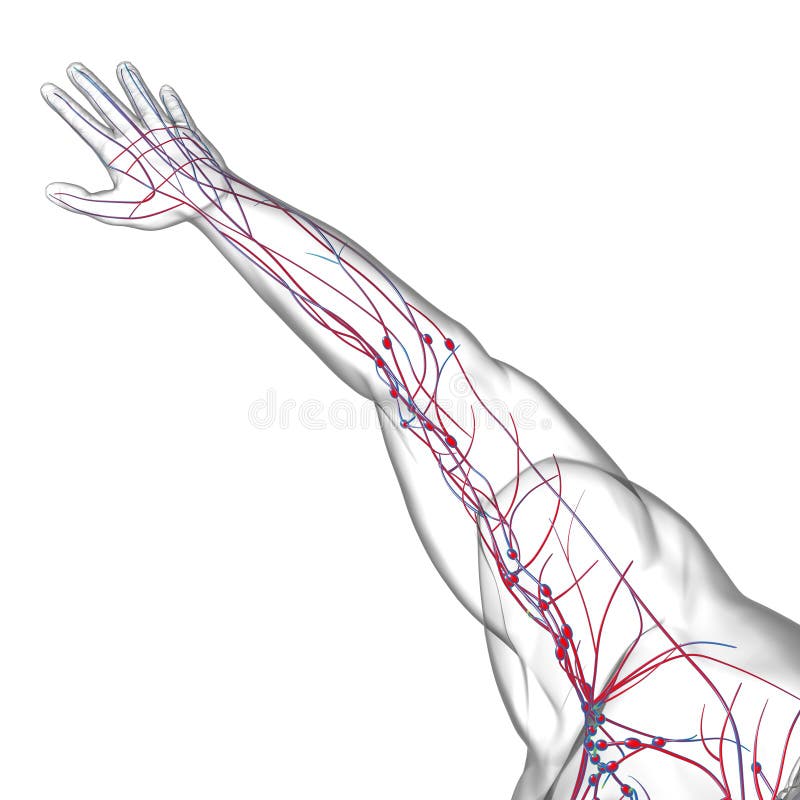 Human Lymph Nodes Anatomy For Medical Concept 3D Rendering Stock Illustration Illustration Of