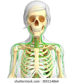 Human Skeleton Ribs Lymph Node System Stock Illustration 2223931119 Shutterstock