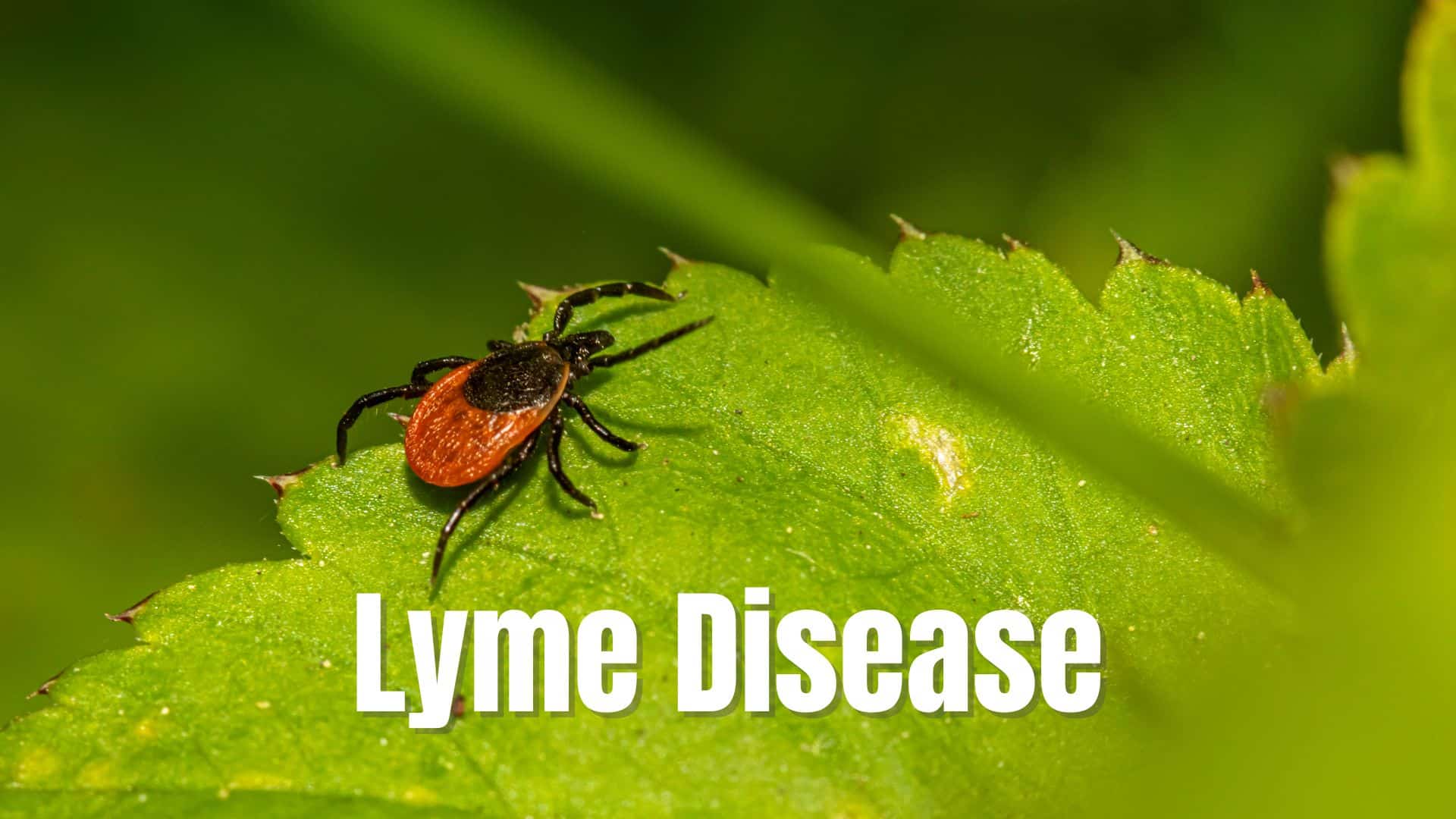 Lyme Disease Causes Symptoms Diagnosis And Treatment