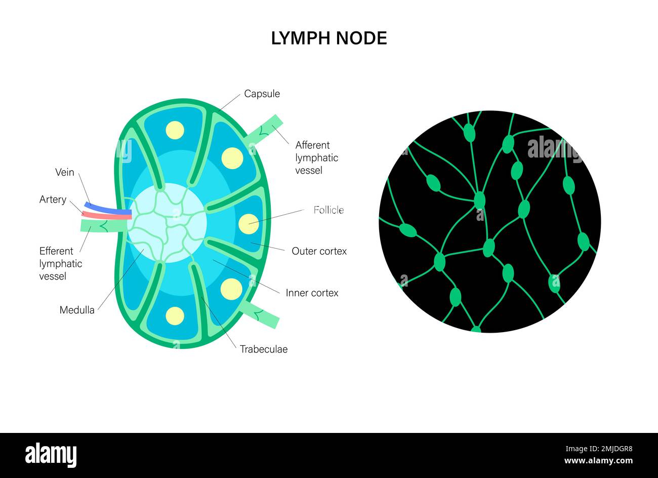 Lymph Node Doctorlansford Com