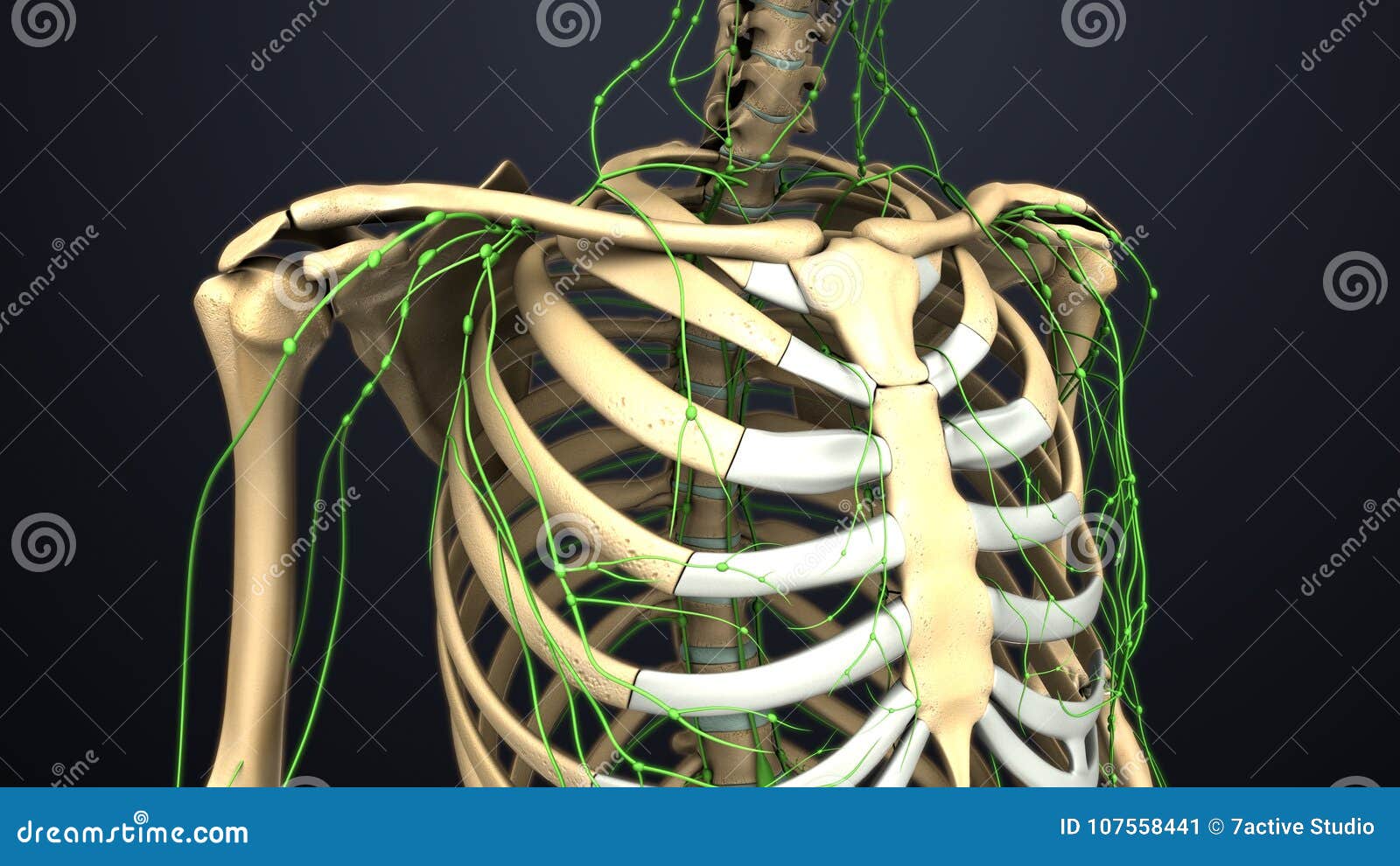 Lymph Nodes By Ribs