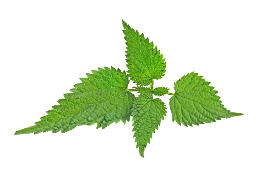 Nettle Root Extract Urtica Dioica