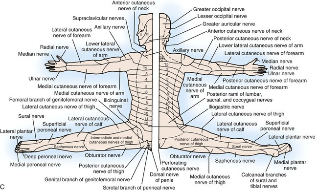 Shingles Nerve Pathway Map