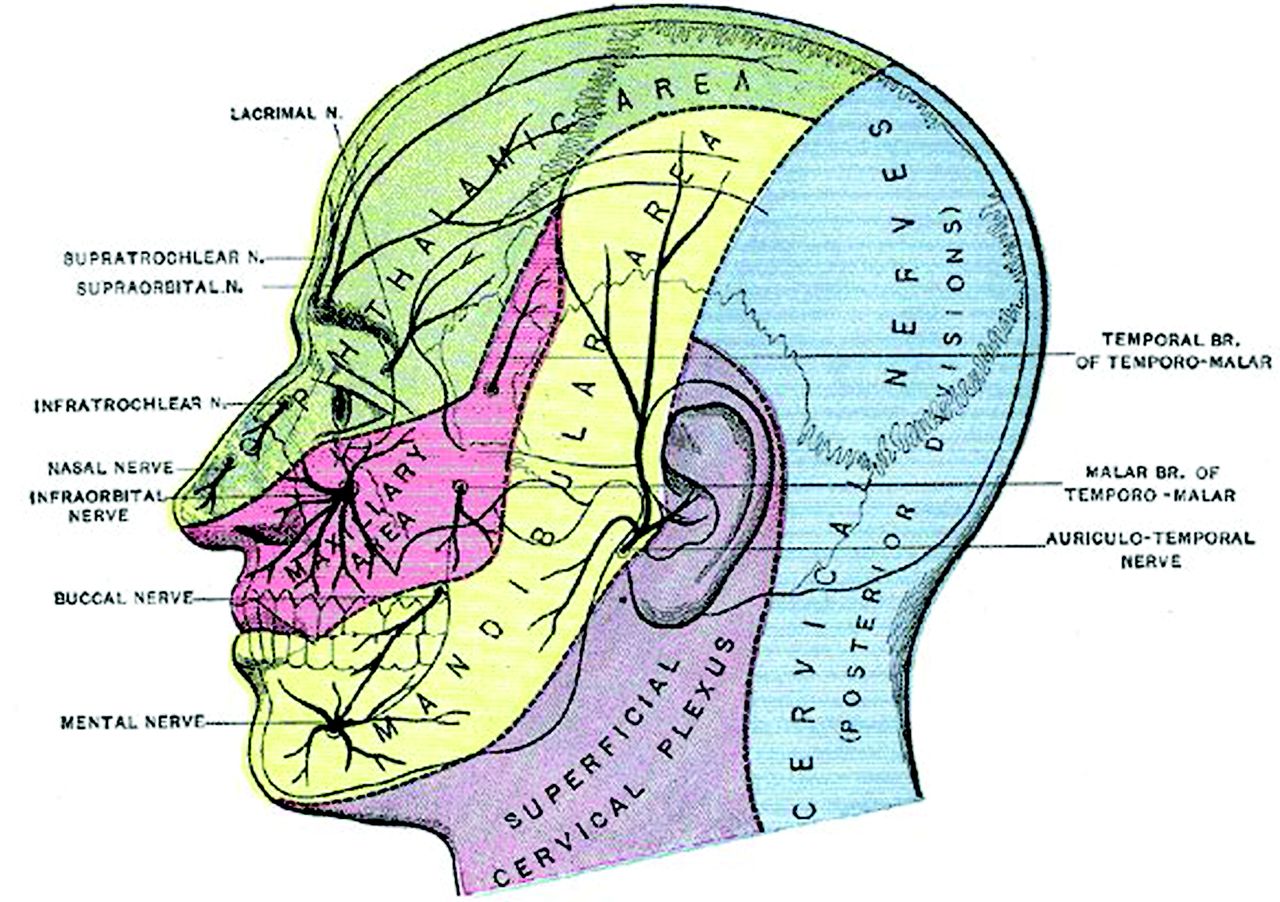 Shingles Nerve Pathway