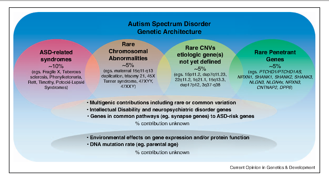 Unraveling The Genetic Architecture Of Autism Spectrum Disorder