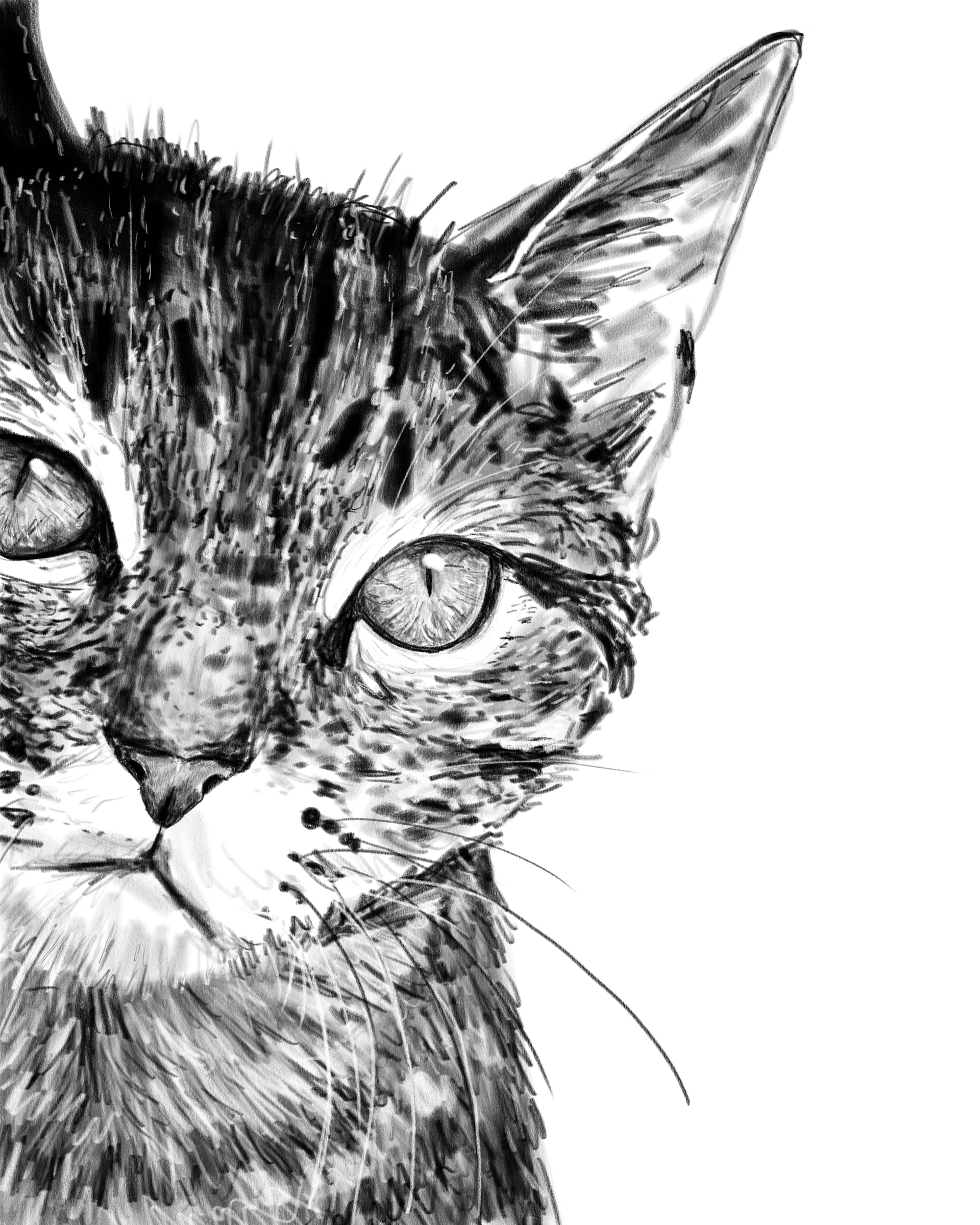 Wall Art Print Cat Pencil Drawing Abposters Com Wall Art Print Cat Pencil Drawing Abposters Com